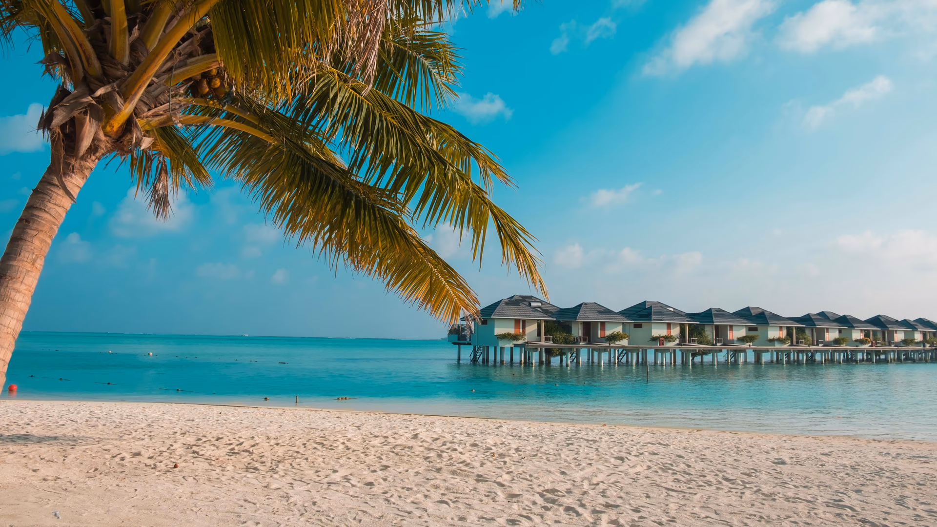 Sunny tropical beach with coconut trees and turquoise water - Image by Mo Eid from Pexels