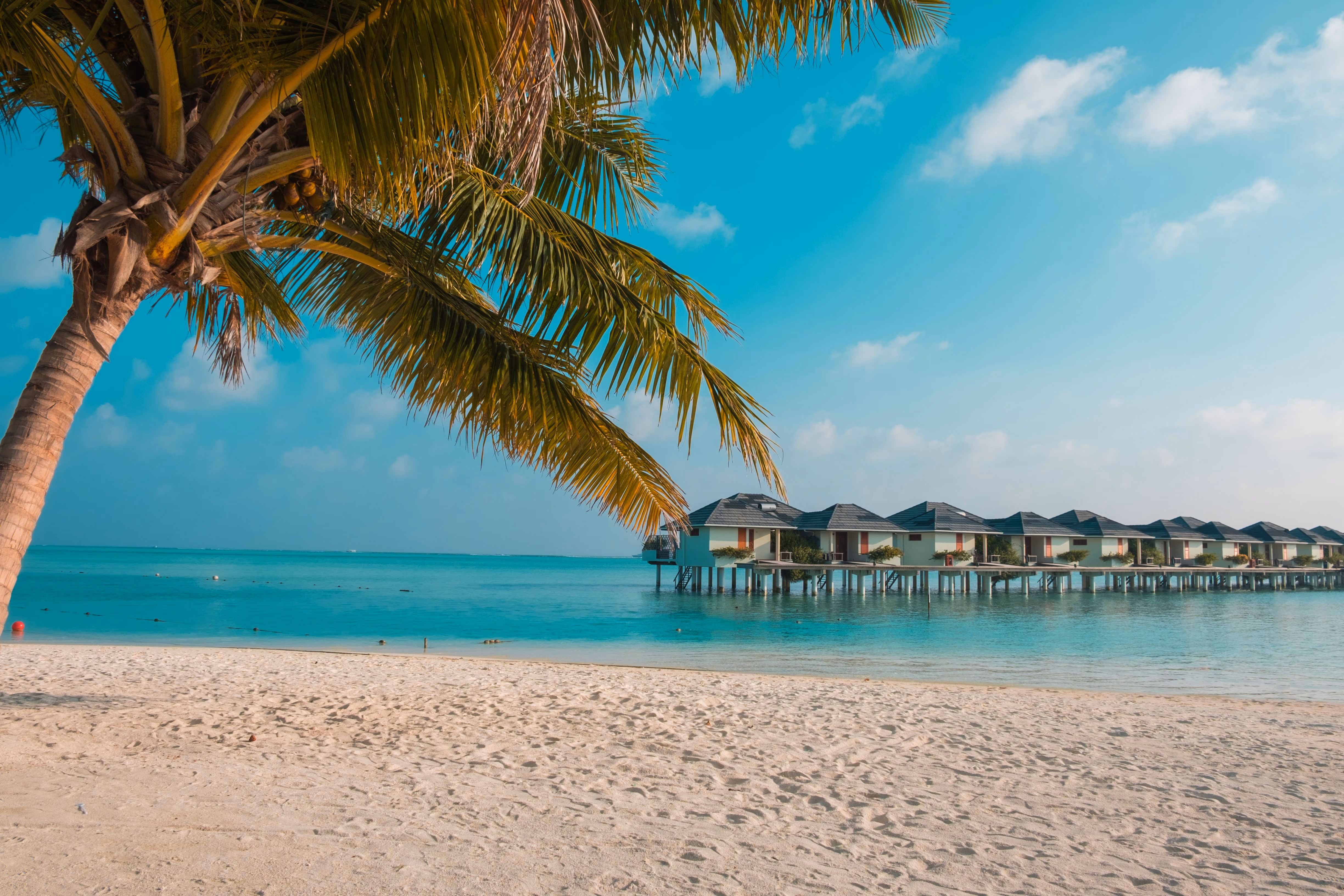 Sunny tropical beach with coconut trees and turquoise water - Image by Mo Eid from Pexels